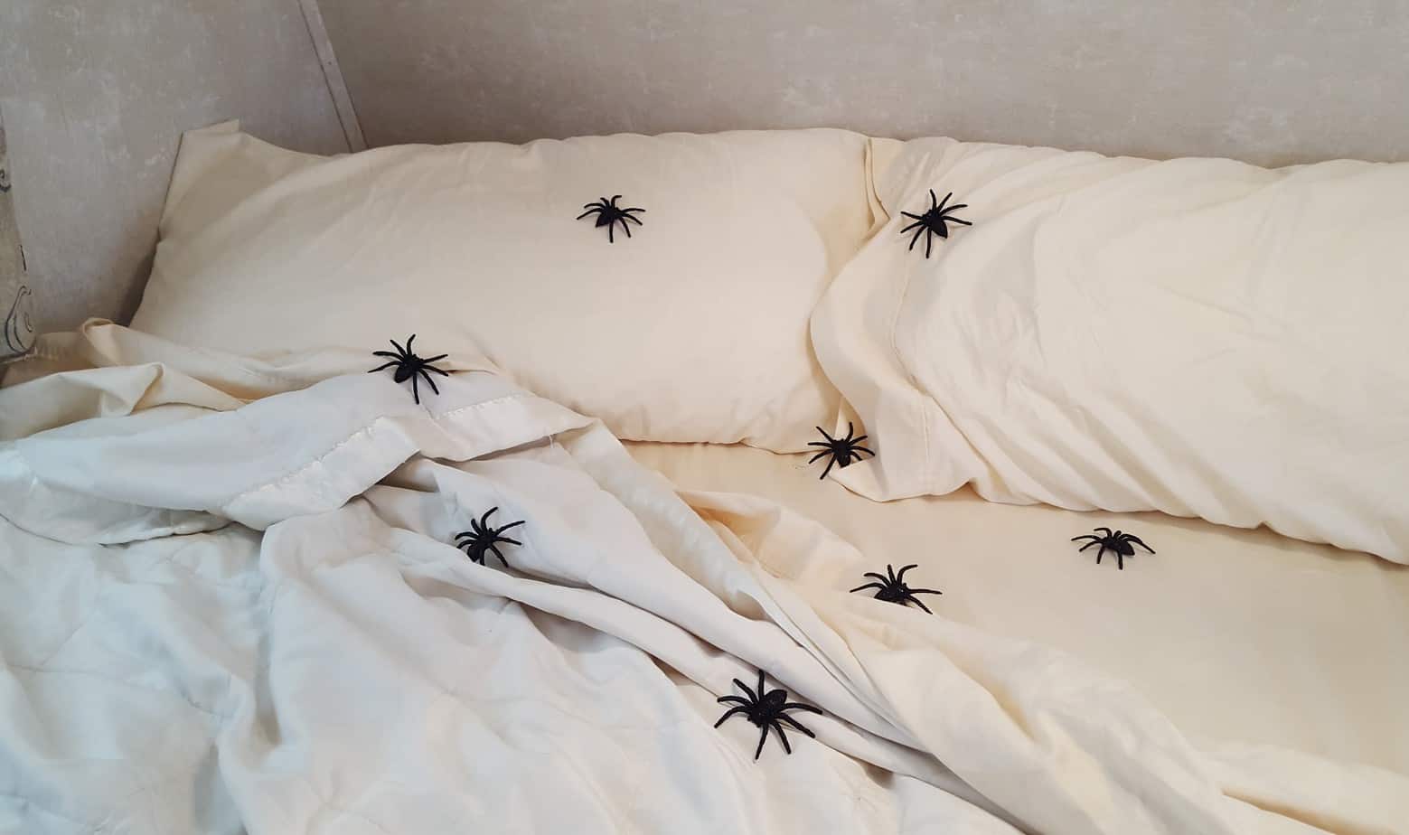 spiders