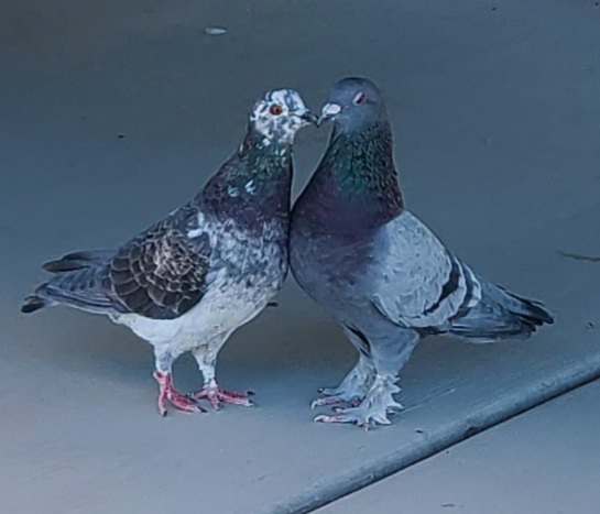 9185
